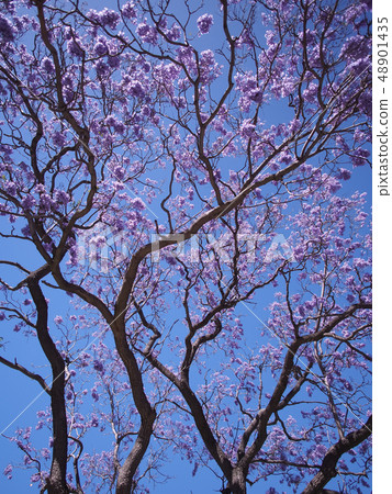 Jacaranda Flowers位於澳大利亞西部的珀斯/珀斯的Jacaranda Jacaranda Flowers位於澳大利亞西部的珀斯/珀斯的Jacaranda 48901435