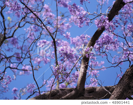 Jacaranda在珀斯,西澳大利亞,珀斯,澳大利亞 Jacaranda在珀斯,西澳大利亞,珀斯,澳大利亞 48901441
