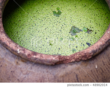 duckweed plant floating in water pot 48902014