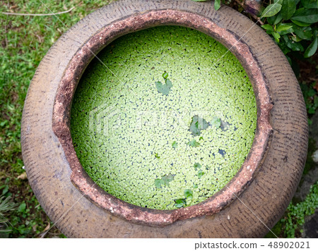 duckweed plant floating in water pot 48902021