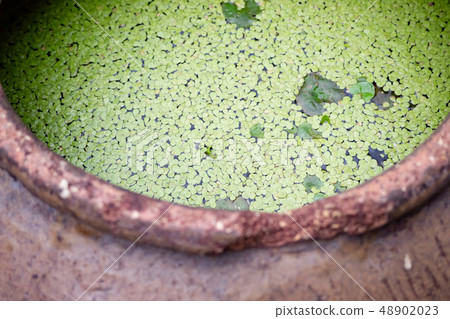 duckweed plant floating in water pot 48902023