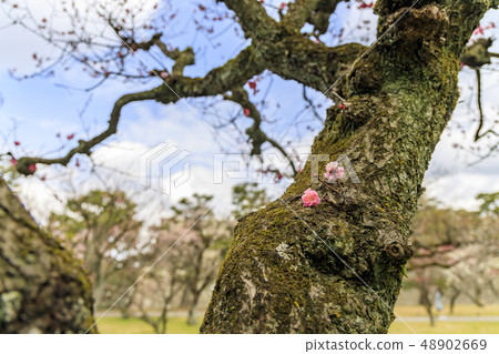 Nijo Castle 48902669