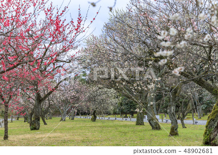 Nijo Castle 48902681