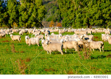 A sheep A sheep 48903001