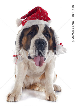 Saint Bernard and hat Saint Bernard and hat 48903483