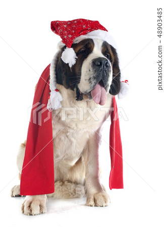 Saint Bernard and scarf 48903485