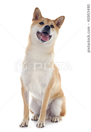 shiba inu 48903490