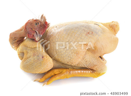 poularde poularde 48903499