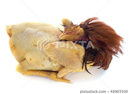 capon 48903500