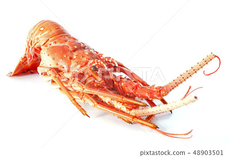 crayfish 48903501
