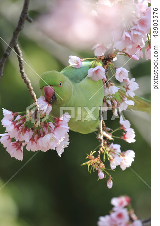 Wild rooster eating a cherry blossom 48903576