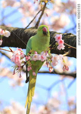 Wild rooster eating a cherry blossom 48903593