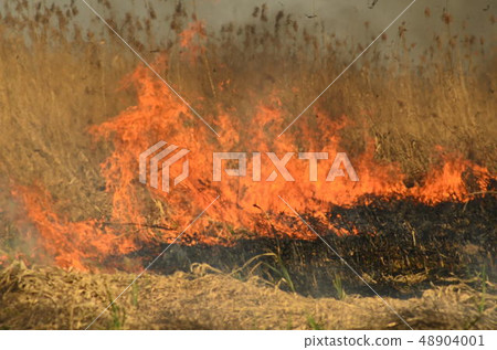 fire burn grass 48904001