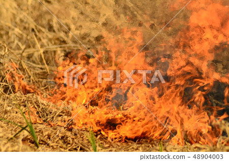fire burn grass fire burn grass 48904003