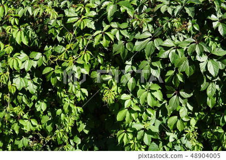 Green Ivy Wall Close Up with evenly lit leaves Green Ivy Wall Close Up with evenly lit leaves 48904005