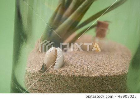 closeup of aerial plant in miniature landscape closeup of aerial plant in miniature landscape 48905025