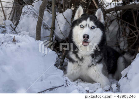 Awesome black and white Siberian Husky lie on snow 48905246