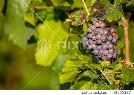 Wine grapes before harvest Wine grapes before harvest 48905327