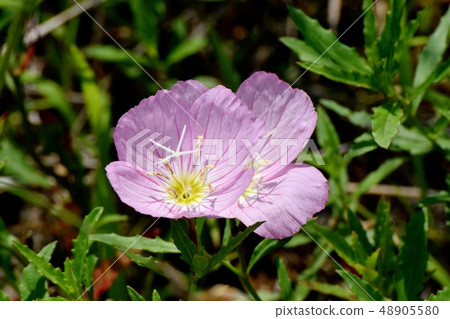 Pink Hirukitsukimisou blooming in Mitaka Nakahara 48905580