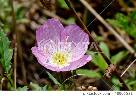 開花在三鷹中原的桃紅色Hirukitsukimisou 48905581