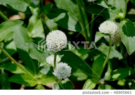 開花在三鷹中原的白色Sennichikou 開花在三鷹中原的白色Sennichikou 48905661
