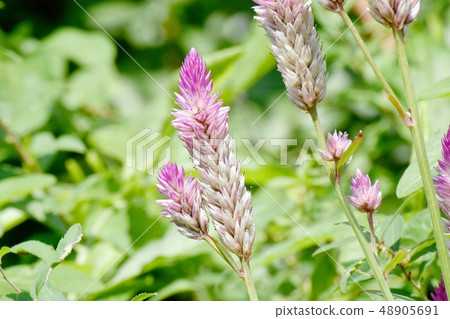 淡色粉紅色的腳趾在三鷹中原（Selosia）開花 48905691