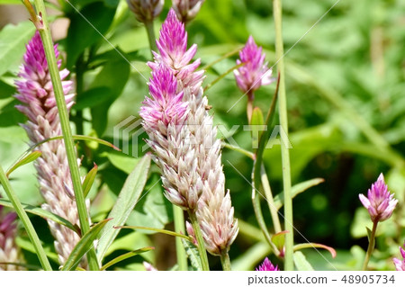 淡色粉紅色的腳趾在三鷹中原(Selosia)開花 淡色粉紅色的腳趾在三鷹中原(Selosia)開花 48905734