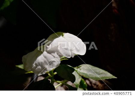 White African spruce blooming in Mitaka Nakahara 48905771