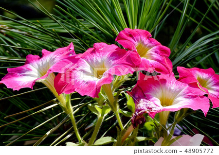 Pink Petunia blooming in Mitaka Nakahara 48905772