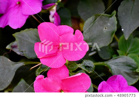 Pink african bollflower blooming in Mitaka Nakahara Pink african bollflower blooming in Mitaka Nakahara 48905773