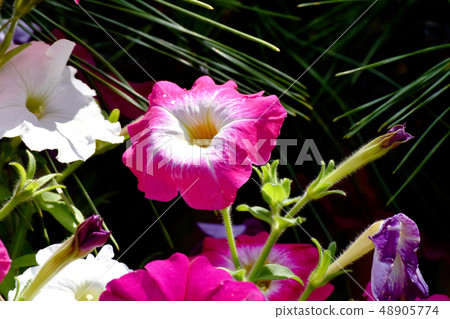 Pink Petunia blooming in Mitaka Nakahara Pink Petunia blooming in Mitaka Nakahara 48905774
