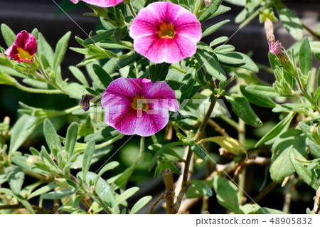 White and pink petunia blooming in Mitaka Nakahara White and pink petunia blooming in Mitaka Nakahara 48905832