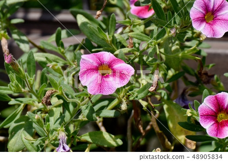 White and pink petunia blooming in Mitaka Nakahara 48905834