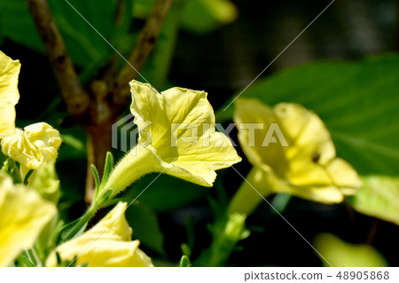 Yellow petunia blooming in Mitaka Nakahara 48905868