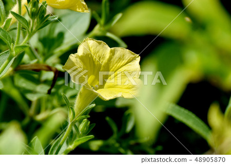 開花在三鷹中原的黃色喇叭花 48905870