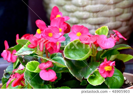 Begonia which blooms in Mitaka Nakahara 48905903