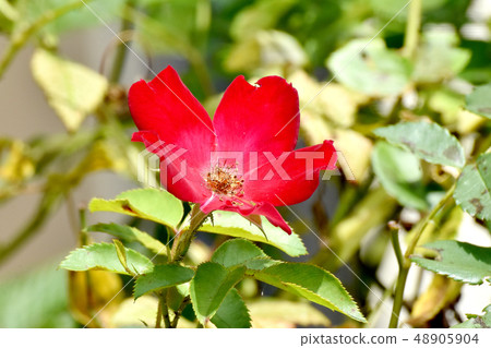 A red rose blooming in Mitaka Nakahara (cocktail) 48905904