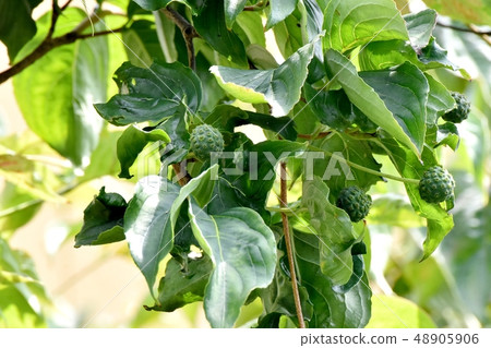 在Mikasa Nakahara的未成熟的野豬蛾的果實 在Mikasa Nakahara的未成熟的野豬蛾的果實 48905906