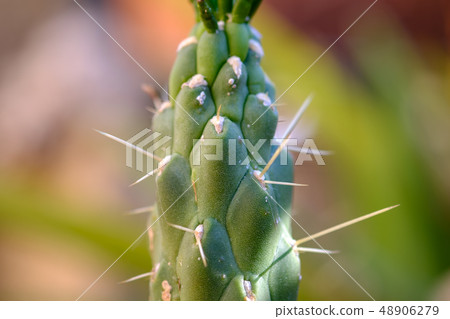 Fresh growth on a San Pedro Echinopsis pachanoi cactus. Fresh growth on a San Pedro Echinopsis pachanoi cactus. 48906279