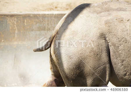 Rhino's tail Rhino's tail 48906380