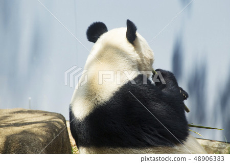 Panda's back of the head Panda's back of the head 48906383