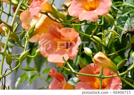 Orange novy Kazura blooming in Mitaka Nakahara 48906715