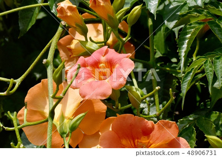 Orange novy Kazura blooming in Mitaka Nakahara 48906731