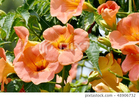Orange novy Kazura blooming in Mitaka Nakahara 48906732