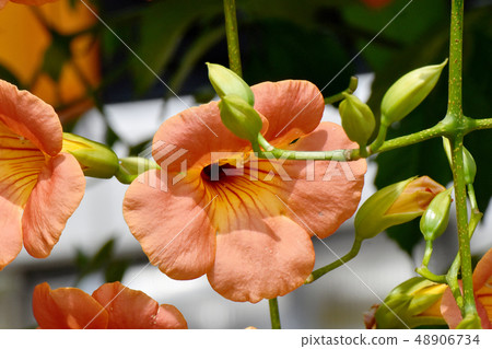 Orange novy Kazura blooming in Mitaka Nakahara 48906734