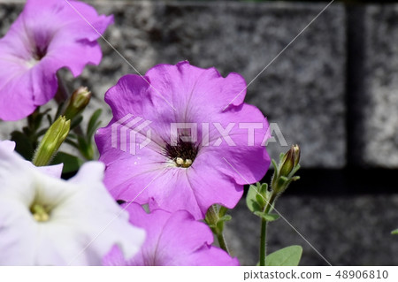 開花在三鷹中原的桃紅色喇叭花 開花在三鷹中原的桃紅色喇叭花 48906810