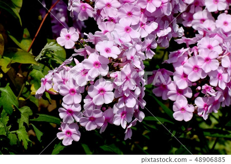 Pink perennial phlox blooming in Mitaka Nakahara 48906885