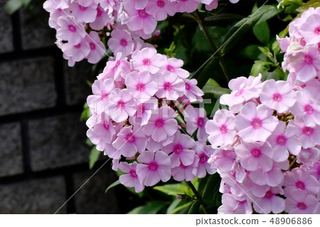 粉紅色的多年生福祿考盛開在三鷹中原 48906886