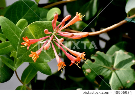 Orange Tsukinukikindou blooming in Mitaka Nakahara 48906984