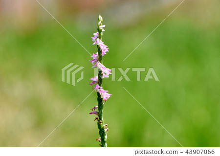 開花在三鷹中原的桃紅色螺紋燃燒器 開花在三鷹中原的桃紅色螺紋燃燒器 48907066